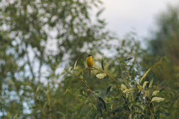 Flora And Fauna Of Reservoirs And Meadows