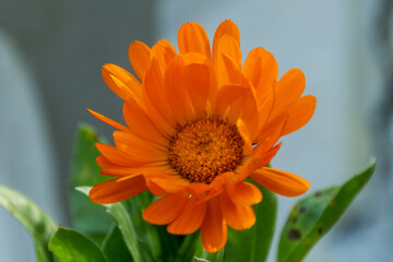orange gerbera flower