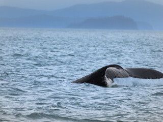 Humpack whale fluke, Auke Bay, Juneau, Southeastern Alaska, USA