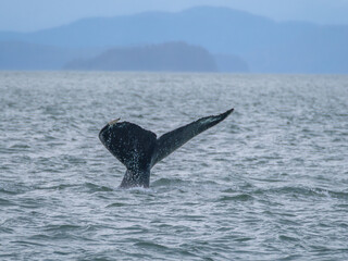 Fototapeta premium Humpack whale fluke, Auke Bay, Juneau, Southeastern Alaska, USA