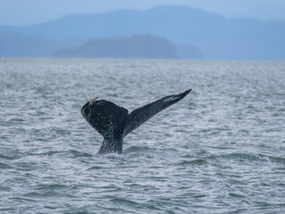 Humpack whale fluke, Auke Bay, Juneau, Southeastern Alaska, USA