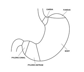 Stomach sections diagram