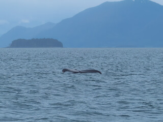 Humpack whale feeding in the rich waters of Auke Bay, Juneau, Southeastern Alaska, USA