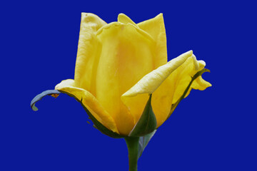 yellow tulip on blue background
