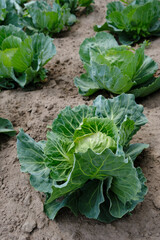 Naklejka premium At the beginning of the row in the garden there is a strong beautiful head of white cabbage with large spreading leaves. Selective focus. Cabbage cultivation, farm and organic products, organic food