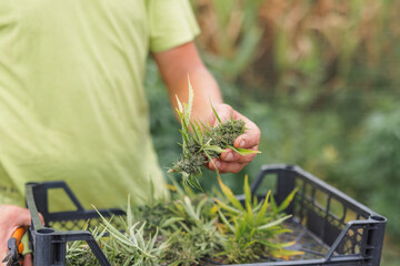 Male hands harvesting weed crop, cutting flower buds from cannabis plant short grow strain, close...