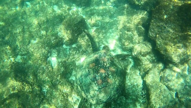 Tortuga marina (Chelonia mydas) comiendo entre las rocas del fondo de lava