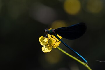 damselfly
