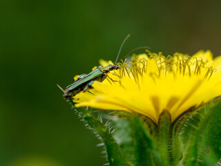 Oedemera