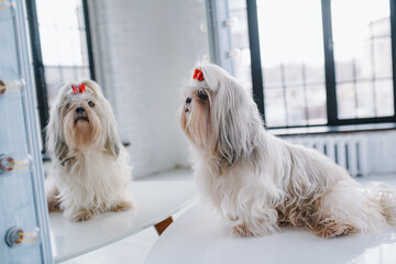 Shih tzu dog looks at his reflection in the mirror in bright white interior