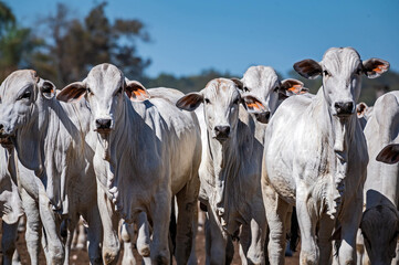 Manejo, gado de corte Nelore, engorda e genética da agropecuária brasileira / Management, Nelore...