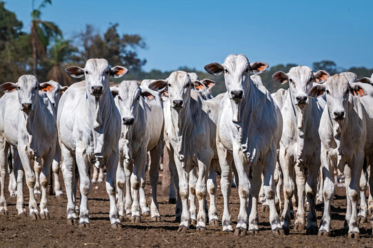 Manejo, gado de corte Nelore, engorda e gen&eacute;tica da agropecu&aacute;ria brasileira / Management, Nelore beef cattle, fattening and genetics of Brazilian livestock