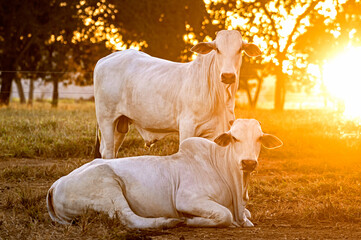 Manejo, gado de corte Nelore, engorda e genética da agropecuária brasileira / Management, Nelore beef cattle, fattening and genetics of Brazilian livestock