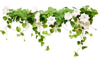 Ivy plants indoor wall mounted, , suspended/hanging, isolated on white background.
