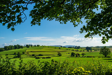 field and trees