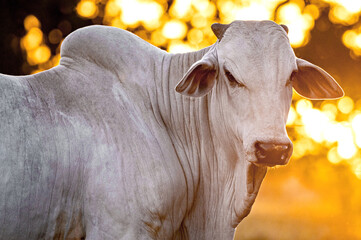 Manejo, gado de corte Nelore, engorda e genética da agropecuária brasileira / Management, Nelore beef cattle, fattening and genetics of Brazilian livestock