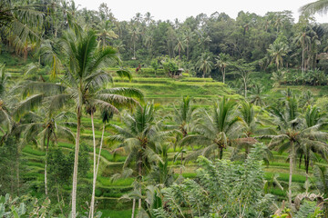 Fototapeta na wymiar Green cascade rice field plantation at Tegalalang terrace. Bali, Indonesia