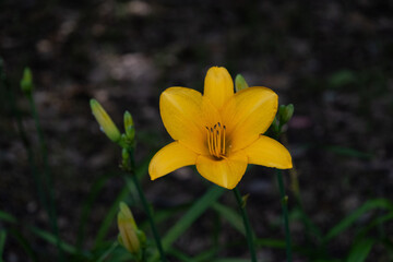 Fototapeta premium ワスレグサ