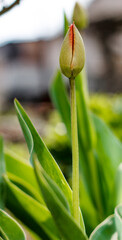 Unopened tulip bud close up on a spring day in soft light with a blurred background
