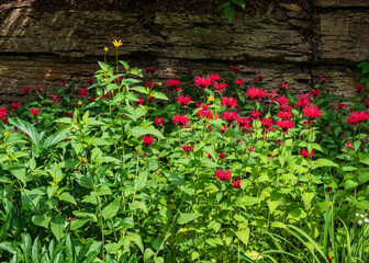 Red Bee Balm Flowers