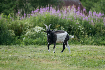 Black and white goat walking on meadow. Space for text.