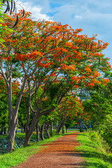 Naklejka premium road landscape view and tropical red flowers Royal Poinciana or The Flame Tree (Delonix regia) of the reservoir with cloudy blue sky the forest summer naturel background.