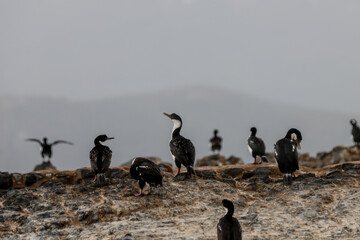 Fototapeta na wymiar Magellanic Cormorants on one of the rocky islands in the Beagle Channel in Tierra Del Fuego, southern Argentina 