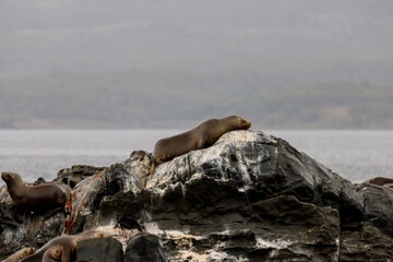 Fototapeta premium A colony of sea lions on the rocky shores of islands in the Beagle Channel in Tierra Del Fuego, southern Argentina 