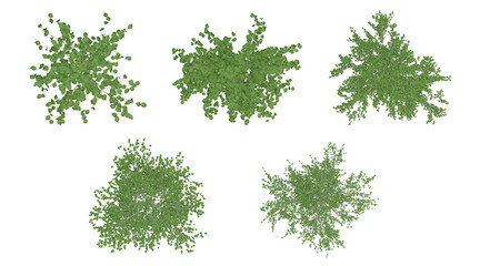 Set of green trees on top view isolated on transparent background, 2d plants, 3d render illustration.