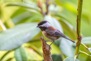 chestnut-backed chickadee (Poecile rufescens) perching on a rhododendron