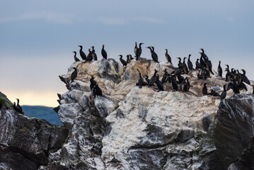 Flock of great cormorants sitting on a rock in Kamøyvær in Northern Norway near North Cape on late summer evening in August 2022 with rocks showning signs of discoloration due to bird poo.