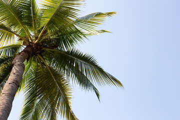 Fototapeta premium Coconut palm tree with blue sky