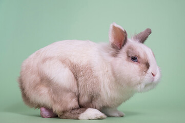 Portrait of a gray and white fox dwarf rabbit with large testicles.