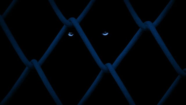 Animal Eyes Glow In Moonlight Behind Fence