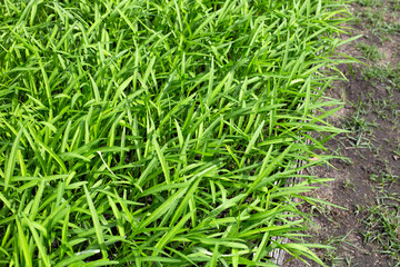 Water spinach or water convolvulus in vegetable patch