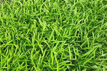 Water spinach or water convolvulus in vegetable patch