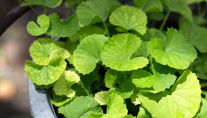 Gotu Kola plant growing in a pot