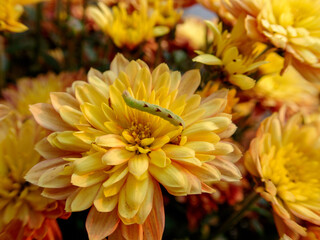 Inchworm on yellow mum