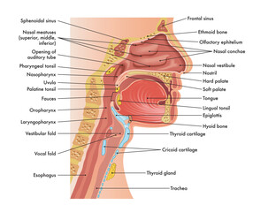 Medical diagram of anatomy of nose, mouth, larynx, and pharynx, with annotations. - obrazy, fototapety, plakaty