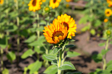 Sunflower field, Beautiful summer landscape.