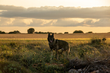 Perro lobo checoeslovaco a contraluz durante la puesta de sol.