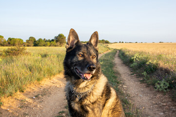 Perro lobo checoeslovaco iluminado por la luz del atardecer.