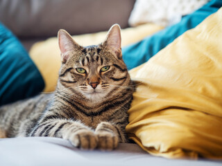 Cute tubby cat on a yellow and blue pillows. Pet relaxing time. Selective focus. Animal life.