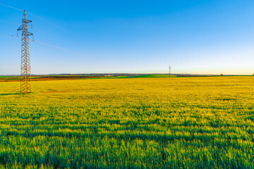 Paisaje del campo de España en primavera, con plantaciones de trigo y las típicas torres de electricidad que lo salpican.