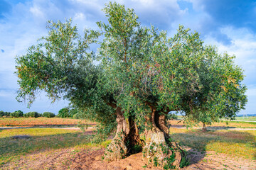 Olivo centenario en el campo español, un día soleado con cielo azul.