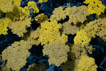 Achillea' filipendulina 'Parker's Variety' yellow flowers also known as yarrow