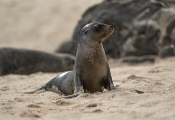 Obraz premium Galapagos Sea-Lion