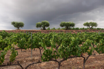 Fototapeta na wymiar Vineyard in the Penedes area, Barcelona, Spain.