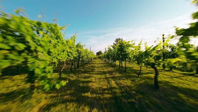 Green Vineyard landscape arial view 