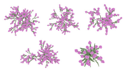 Pink trees on top view isolated on transparent background, 2d plants, 3d render illustration.